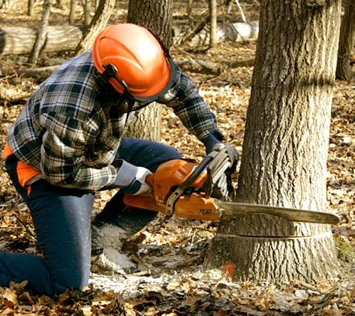 Tree Removal in Carlton, PA
